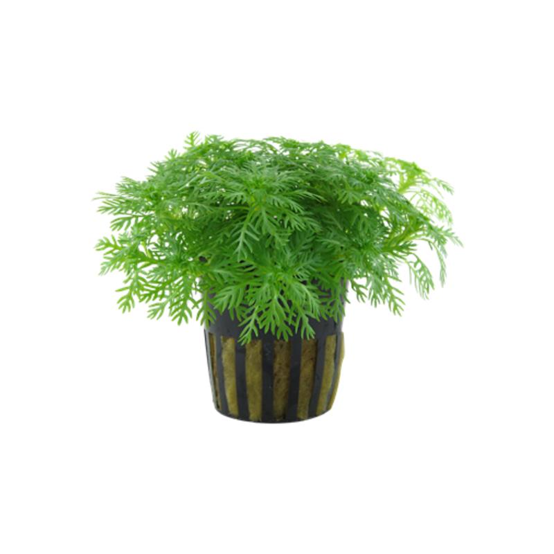 Planta acvariu Hottonia Palustris Tropica - imagine 4